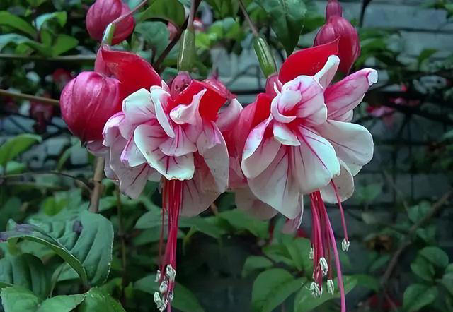 盆栽买回家，先做“1件事”，不然等着变“空盆”，别忽视！