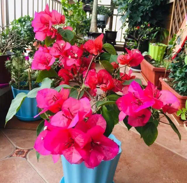 盆栽买回家，先做“1件事”，不然等着变“空盆”，别忽视！