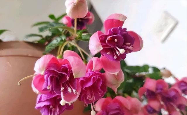 盆栽买回家，先做“1件事”，不然等着变“空盆”，别忽视！