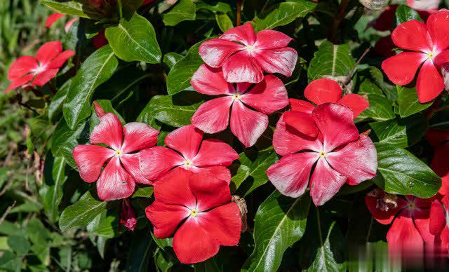 爱长春花，冬天“掐根”枝条埋土，做好4点照样开满盆