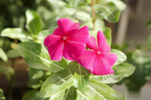 爱长春花，冬天“掐根”枝条埋土，做好4点照样开满盆