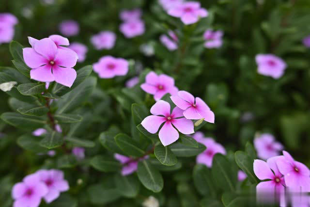 爱长春花，冬天“掐根”枝条埋土，做好4点照样开满盆