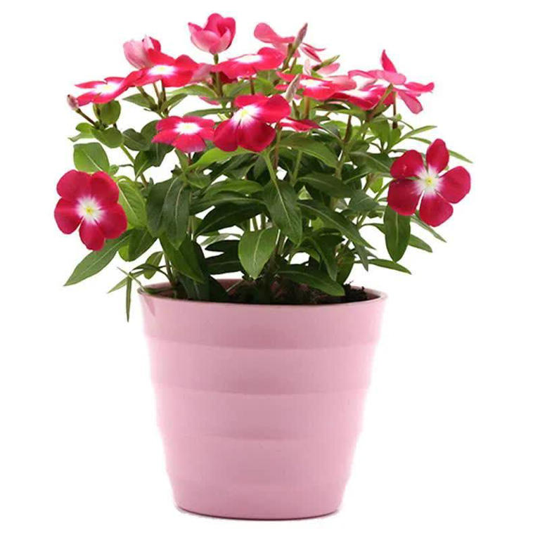 爱长春花，冬天“掐根”枝条埋土，做好4点照样开满盆