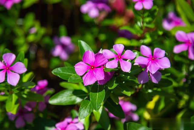 爱长春花，冬天“掐根”枝条埋土，做好4点照样开满盆