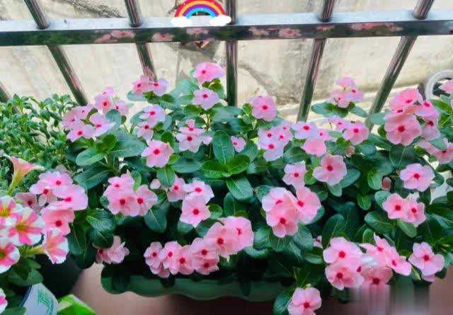 爱长春花，冬天“掐根”枝条埋土，做好4点照样开满盆