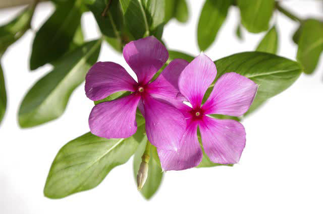 爱长春花，冬天“掐根”枝条埋土，做好4点照样开满盆