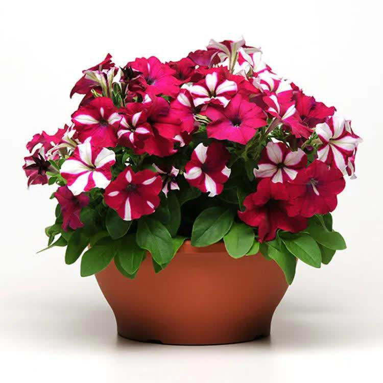 爱长春花，冬天“掐根”枝条埋土，做好4点照样开满盆