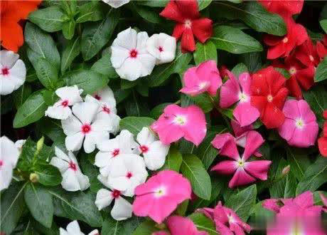 爱长春花，冬天“掐根”枝条埋土，做好4点照样开满盆