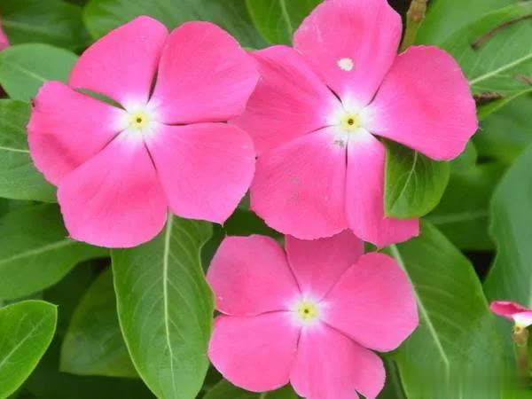 爱长春花，冬天“掐根”枝条埋土，做好4点照样开满盆