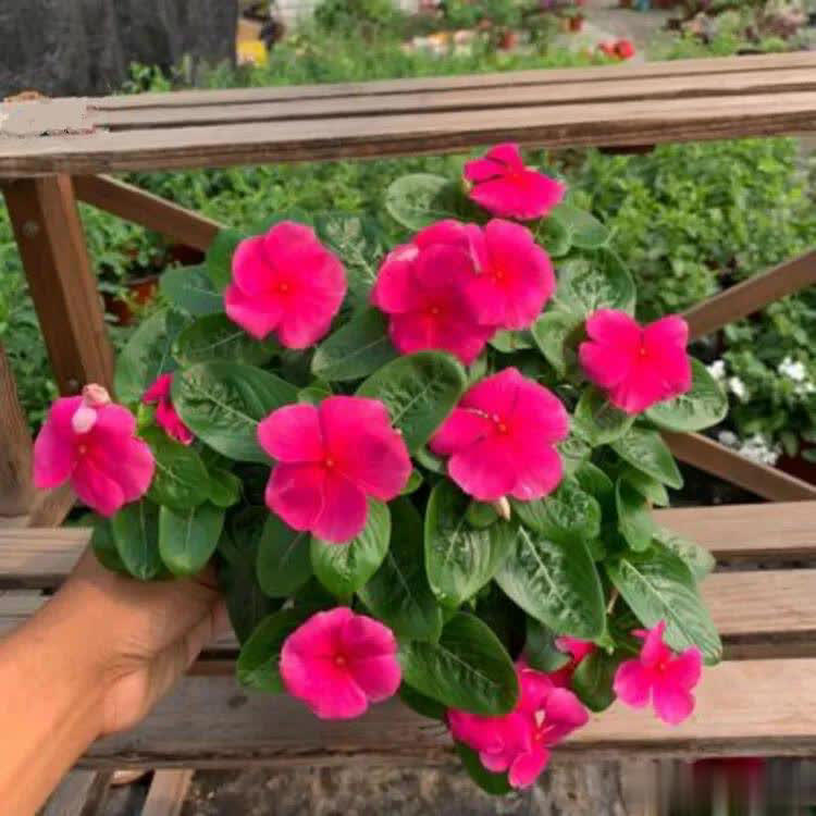 爱长春花，冬天“掐根”枝条埋土，做好4点照样开满盆