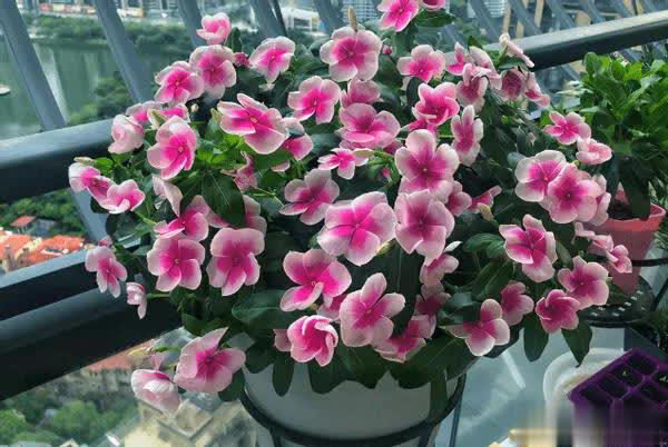 爱长春花，冬天“掐根”枝条埋土，做好4点照样开满盆