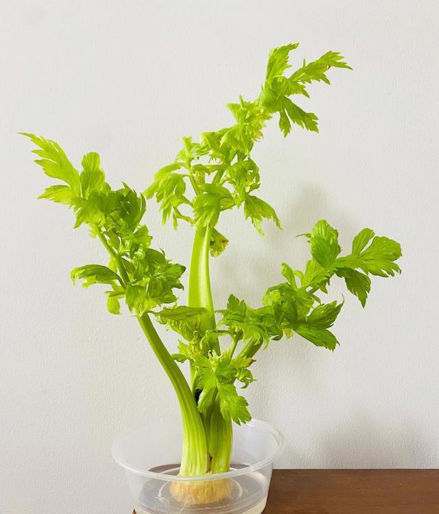 不打药，不用土，看看家庭版水培蔬菜都能长出啥？