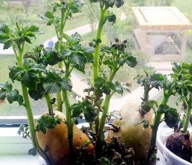 不打药，不用土，看看家庭版水培蔬菜都能长出啥？