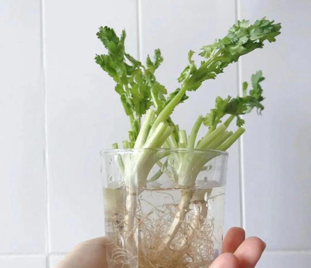 不打药，不用土，看看家庭版水培蔬菜都能长出啥？