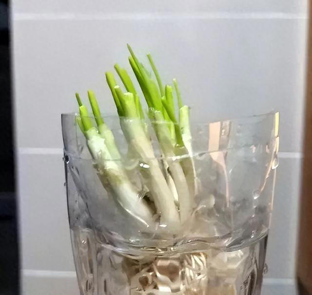 不打药，不用土，看看家庭版水培蔬菜都能长出啥？