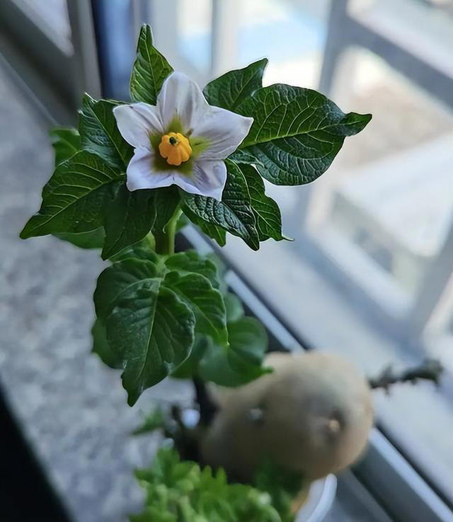 不打药，不用土，看看家庭版水培蔬菜都能长出啥？