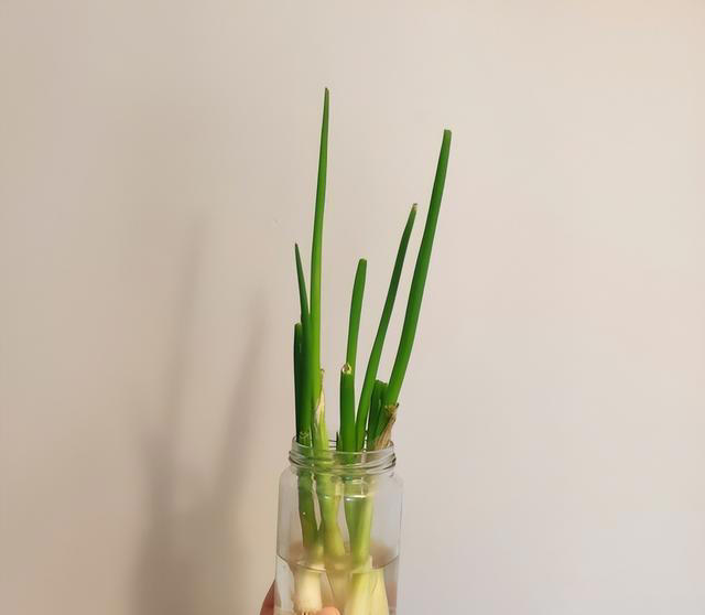 不打药，不用土，看看家庭版水培蔬菜都能长出啥？