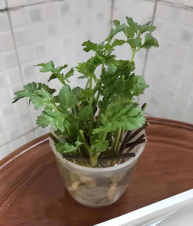 不打药，不用土，看看家庭版水培蔬菜都能长出啥？