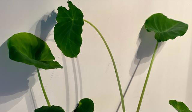 不打药，不用土，看看家庭版水培蔬菜都能长出啥？