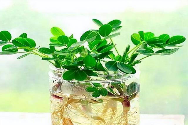 不打药，不用土，看看家庭版水培蔬菜都能长出啥？