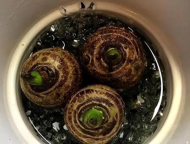 不打药，不用土，看看家庭版水培蔬菜都能长出啥？