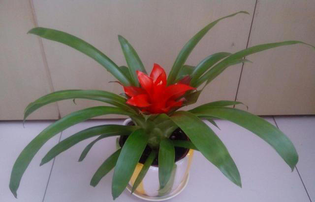 堪称“养花利器”的黄豆该怎么用？2种技巧，任你选择