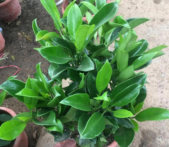 堪称“养花利器”的黄豆该怎么用？2种技巧，任你选择