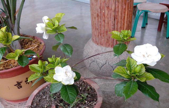 堪称“养花利器”的黄豆该怎么用？2种技巧，任你选择