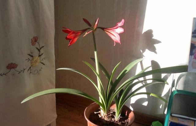 堪称“养花利器”的黄豆该怎么用？2种技巧，任你选择