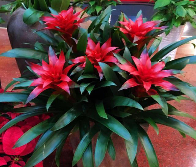 堪称“养花利器”的黄豆该怎么用？2种技巧，任你选择