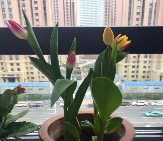 堪称“养花利器”的黄豆该怎么用？2种技巧，任你选择