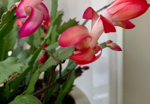 堪称“养花利器”的黄豆该怎么用？2种技巧，任你选择