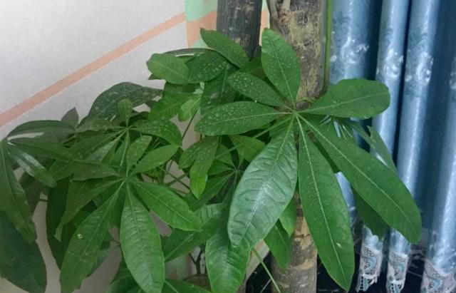 堪称“养花利器”的黄豆该怎么用？2种技巧，任你选择