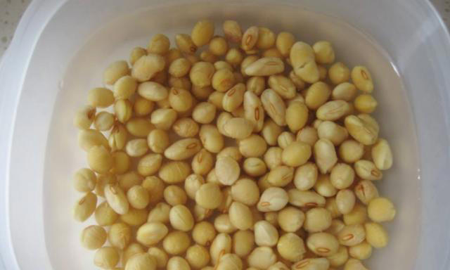 堪称“养花利器”的黄豆该怎么用？2种技巧，任你选择