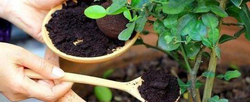 养花用什么肥料最好？这些方法让你的花儿养得更好！