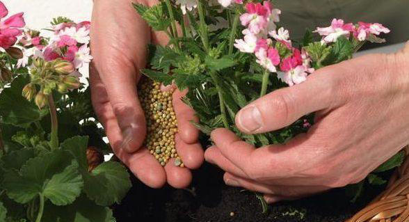 养花用什么肥料最好？这些方法让你的花儿养得更好！