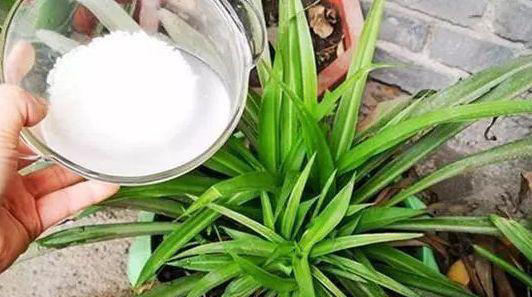 养花用什么肥料最好？这些方法让你的花儿养得更好！