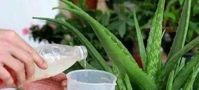 养花用什么肥料最好？这些方法让你的花儿养得更好！