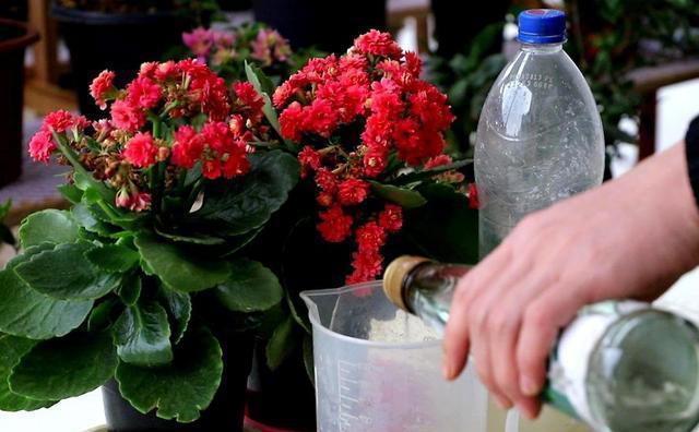 养花用什么肥料最好？这些方法让你的花儿养得更好！