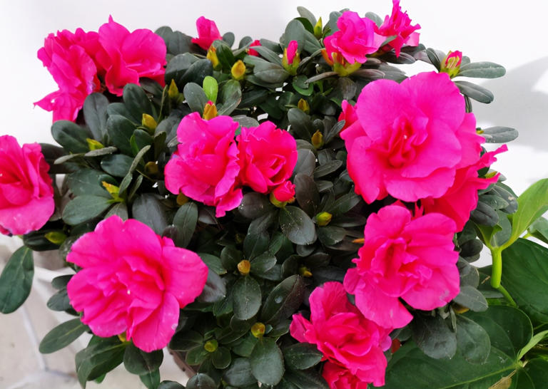 蛋壳营养、制肥方法及养花好处，你知道多少？