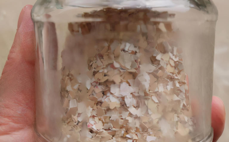 蛋壳营养、制肥方法及养花好处，你知道多少？