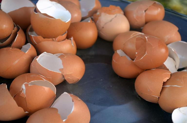 蛋壳营养、制肥方法及养花好处，你知道多少？