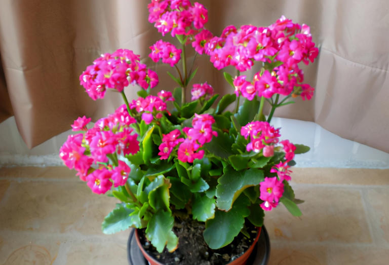 蛋壳营养、制肥方法及养花好处，你知道多少？