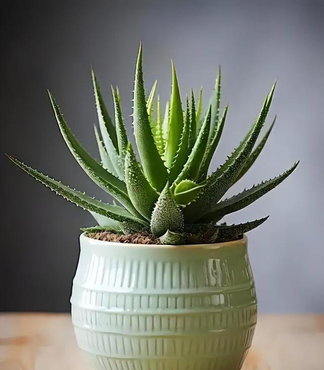 聪明人都喜欢的5种漂亮花，摆在家里空气好，还能睡个安稳觉