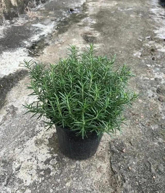 聪明人都喜欢的5种漂亮花，摆在家里空气好，还能睡个安稳觉