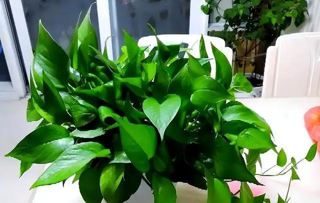 聪明人都喜欢的5种漂亮花，摆在家里空气好，还能睡个安稳觉