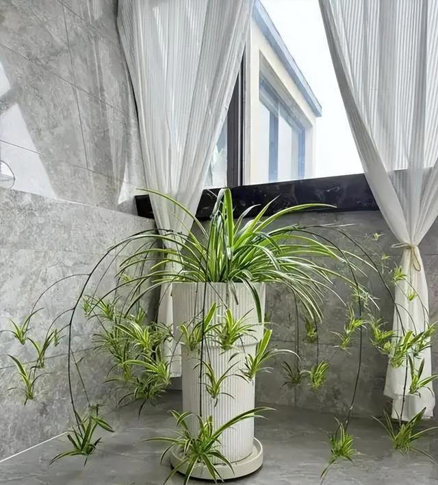 聪明人都喜欢的5种漂亮花，摆在家里空气好，还能睡个安稳觉