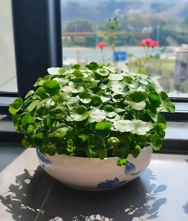 聪明人都喜欢的5种漂亮花，摆在家里空气好，还能睡个安稳觉