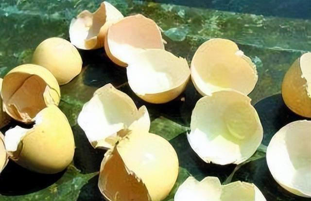 养花时，盆里埋点这“3东西”，根、叶窜个不停，啥花都能养爆