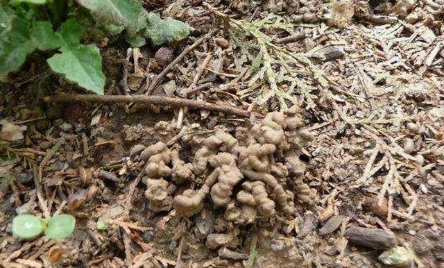 养花时，盆里埋点这“3东西”，根、叶窜个不停，啥花都能养爆